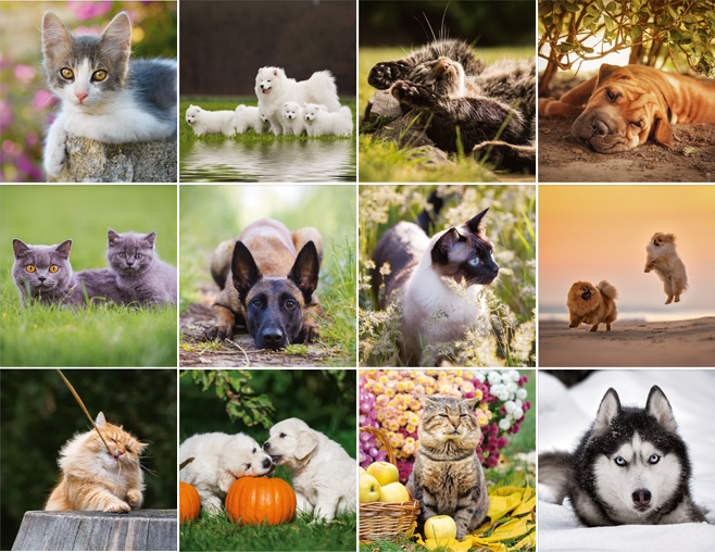 Wall calendar 2024 Cats & Dogs 13p 30x47cm Images