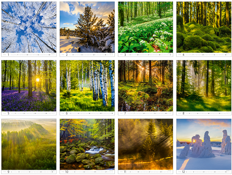Wall calendar 2024 Forest 13p 31x52cm Images
